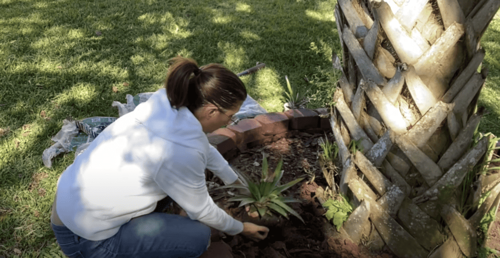 Planting pineapple